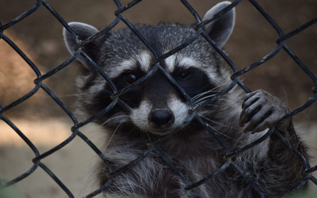 Racoon Proof Your Cape Cod Home